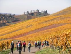 Herbstwanderung von Esslingen über Uhlbach nach Obertürkheim